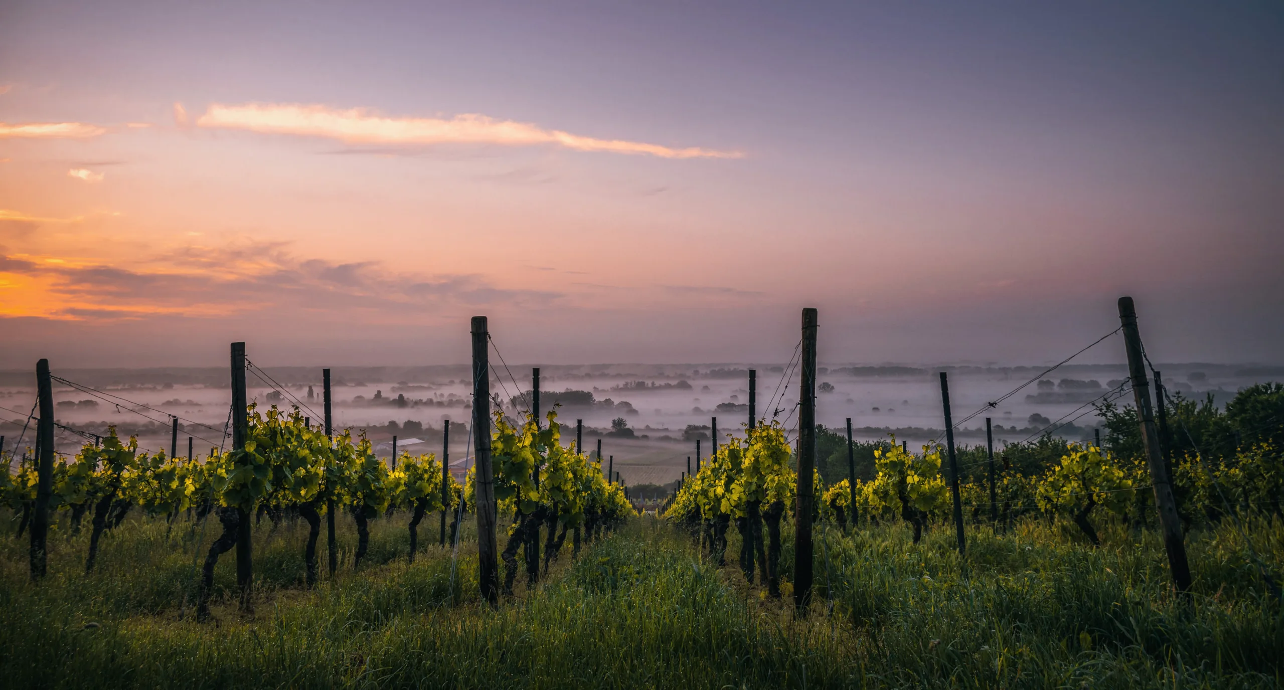 Photo of Champagne Region